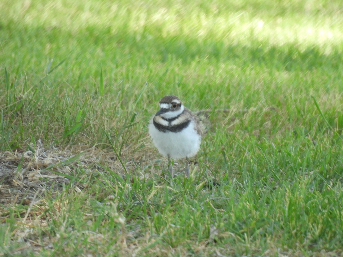 Killdeer - Erik Bergman