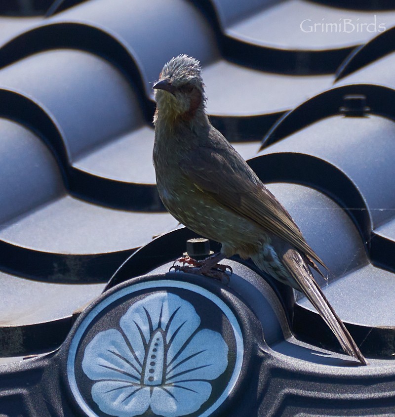 Brown-eared Bulbul - ML619872007