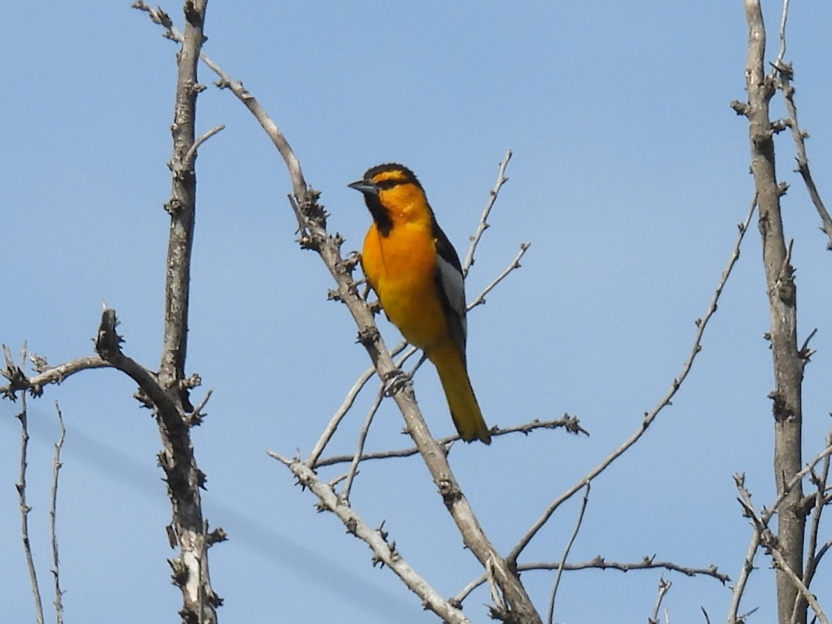 Bullock's Oriole - ML619872024