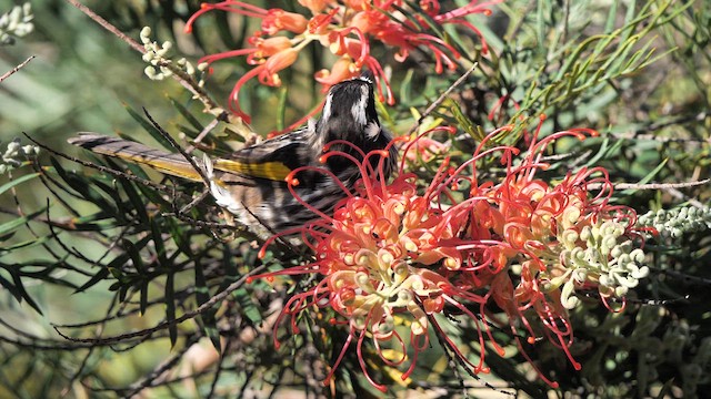 New Holland Honeyeater - ML619872031