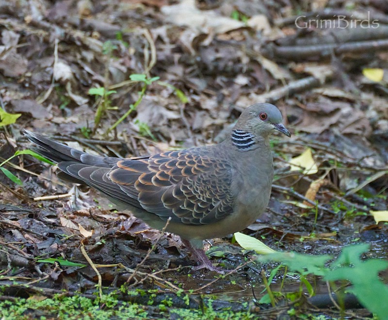 金背鳩 - ML619872037