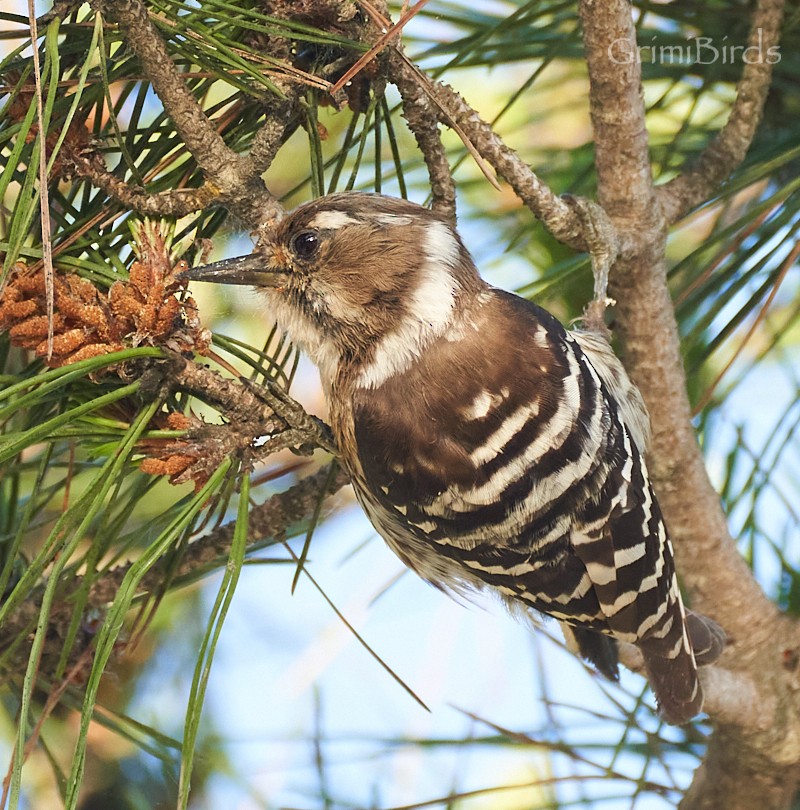Japanese Pygmy Woodpecker - ML619872041