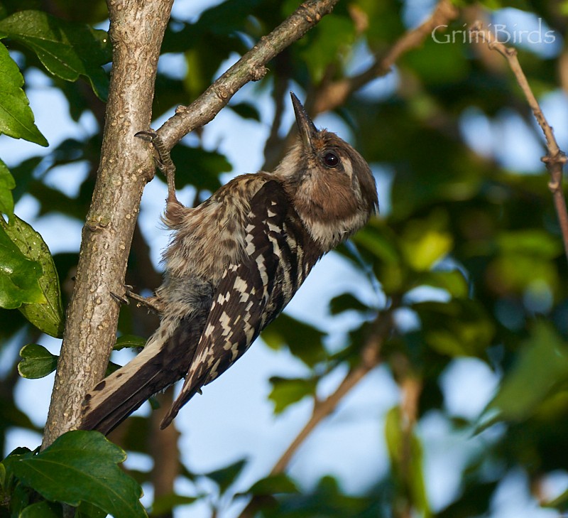 Japanese Pygmy Woodpecker - ML619872042