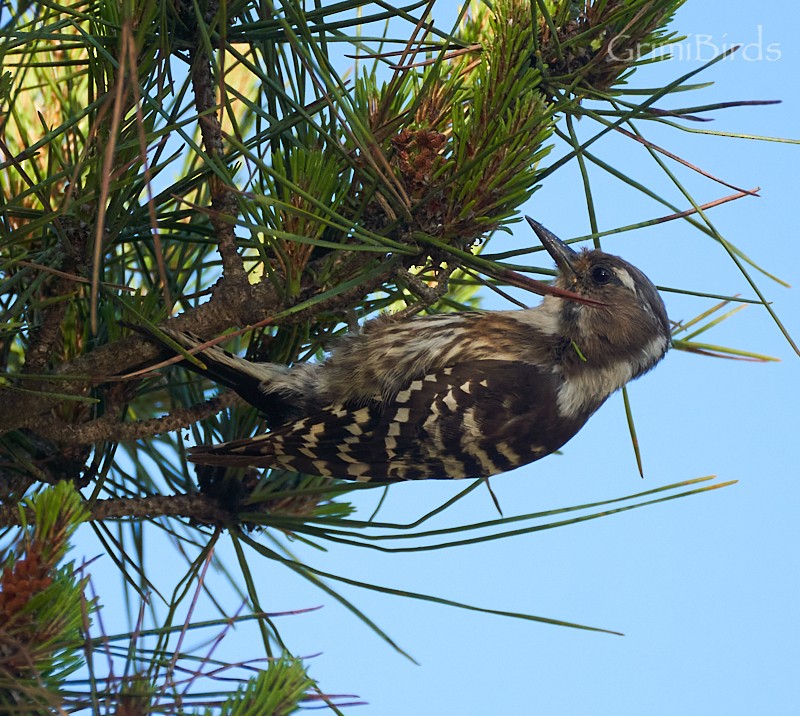 Japanese Pygmy Woodpecker - ML619872043