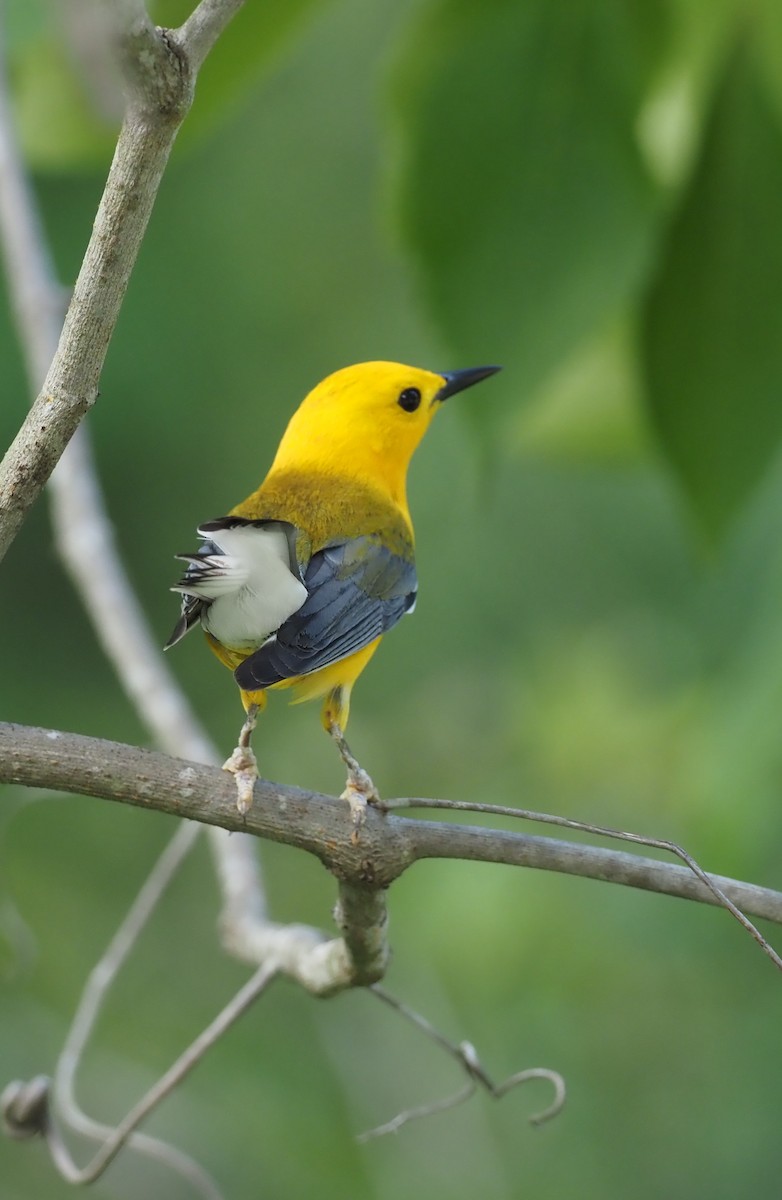 Prothonotary Warbler - ML619872044