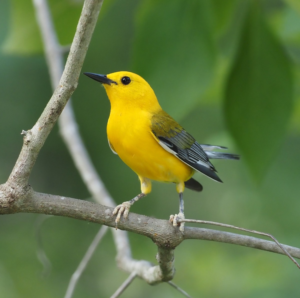 Prothonotary Warbler - ML619872046