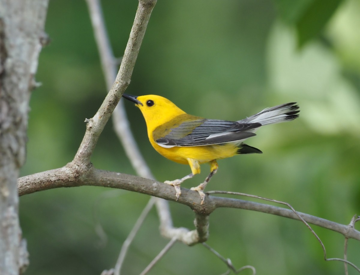 Prothonotary Warbler - ML619872047