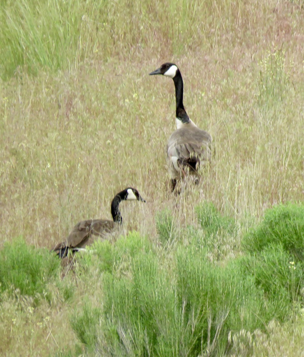 Canada Goose - ML619872049