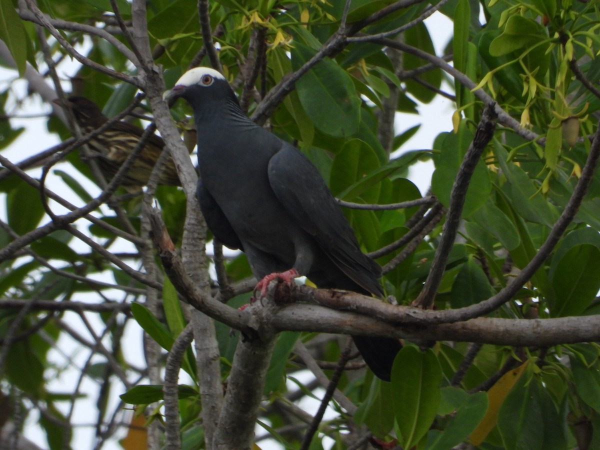 White-crowned Pigeon - ML619872060