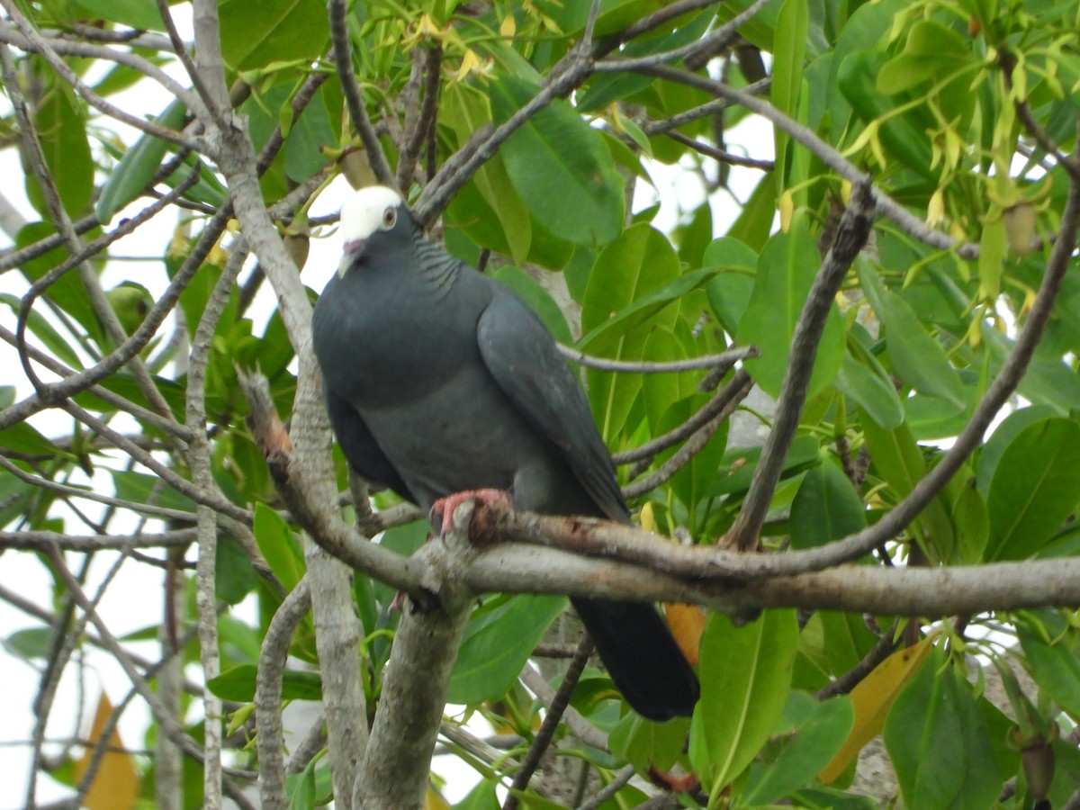 White-crowned Pigeon - ML619872061