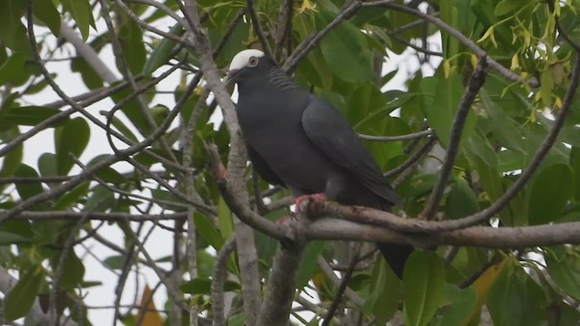 Pigeon à couronne blanche - ML619872074