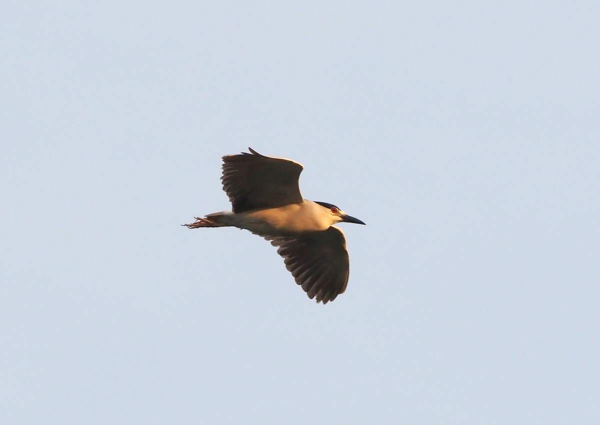 Black-crowned Night Heron - ML619872087