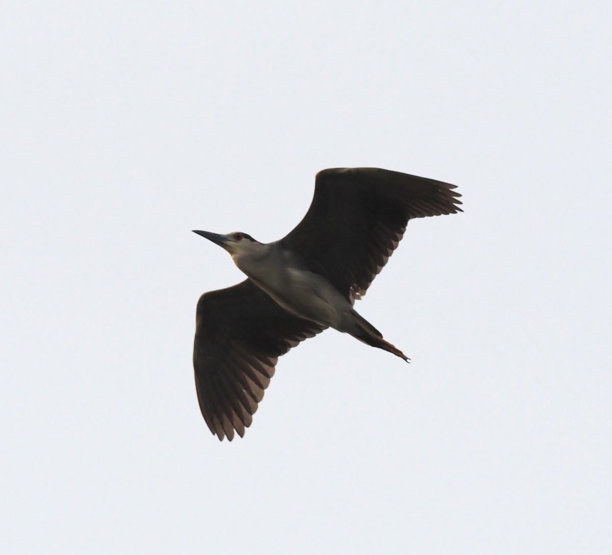 Black-crowned Night Heron - ML619872089