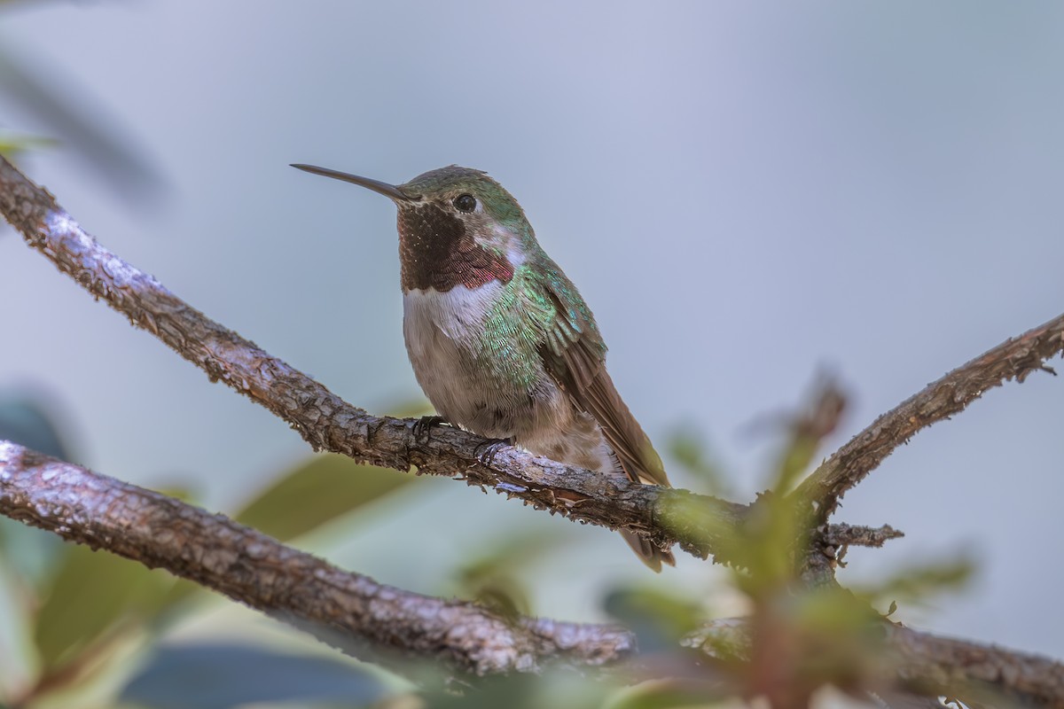 Broad-tailed Hummingbird - ML619872091