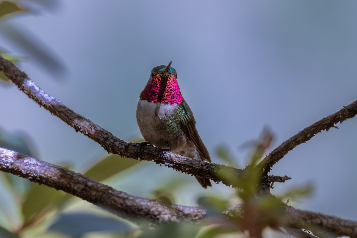 Broad-tailed Hummingbird - ML619872092