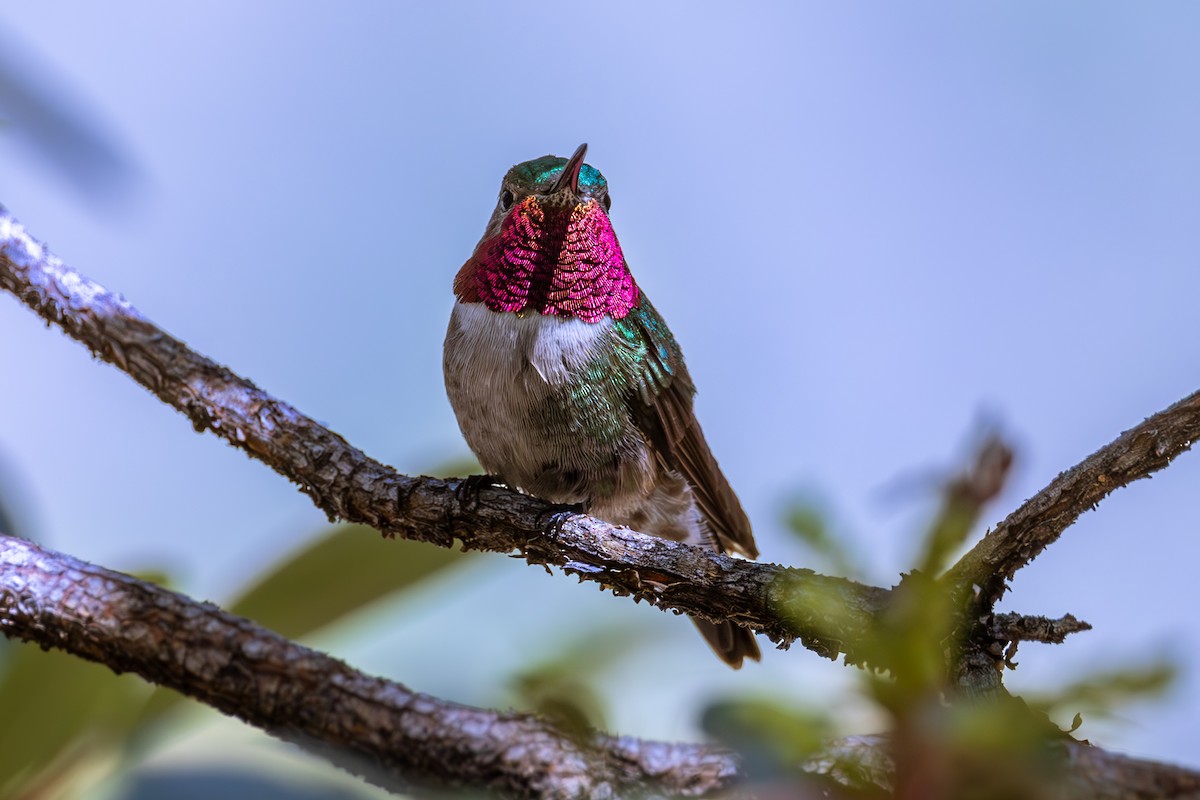 Broad-tailed Hummingbird - ML619872093