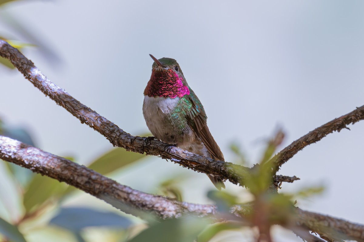 Broad-tailed Hummingbird - ML619872094