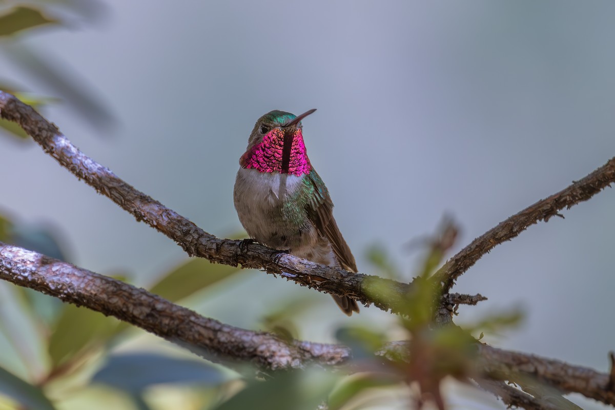 Broad-tailed Hummingbird - ML619872095