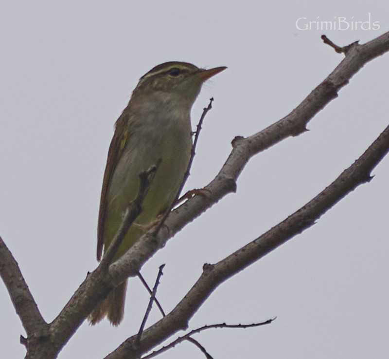 Eastern Crowned Warbler - ML619872098