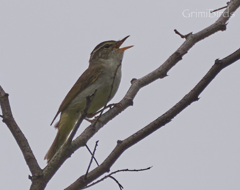 Mosquitero Coronado - ML619872099