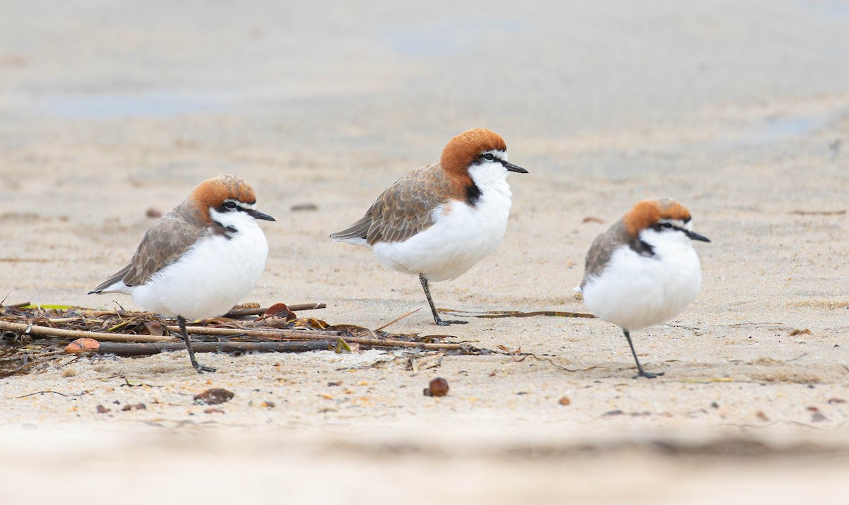 Red-capped Plover - ML619872109