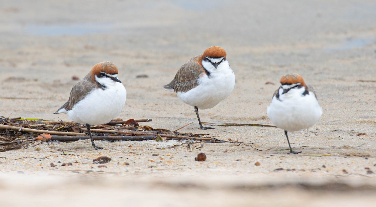 Red-capped Plover - ML619872110