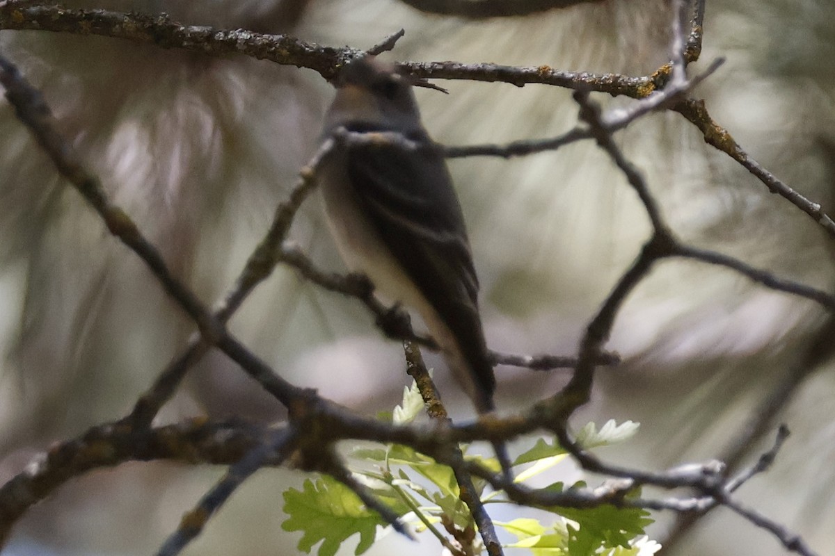 Western Wood-Pewee - ML619872119