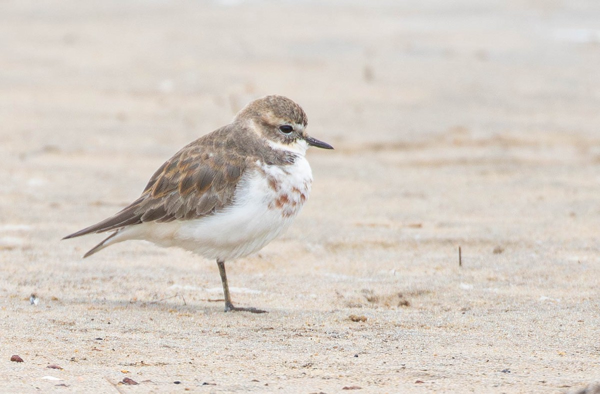 Double-banded Plover - ML619872129