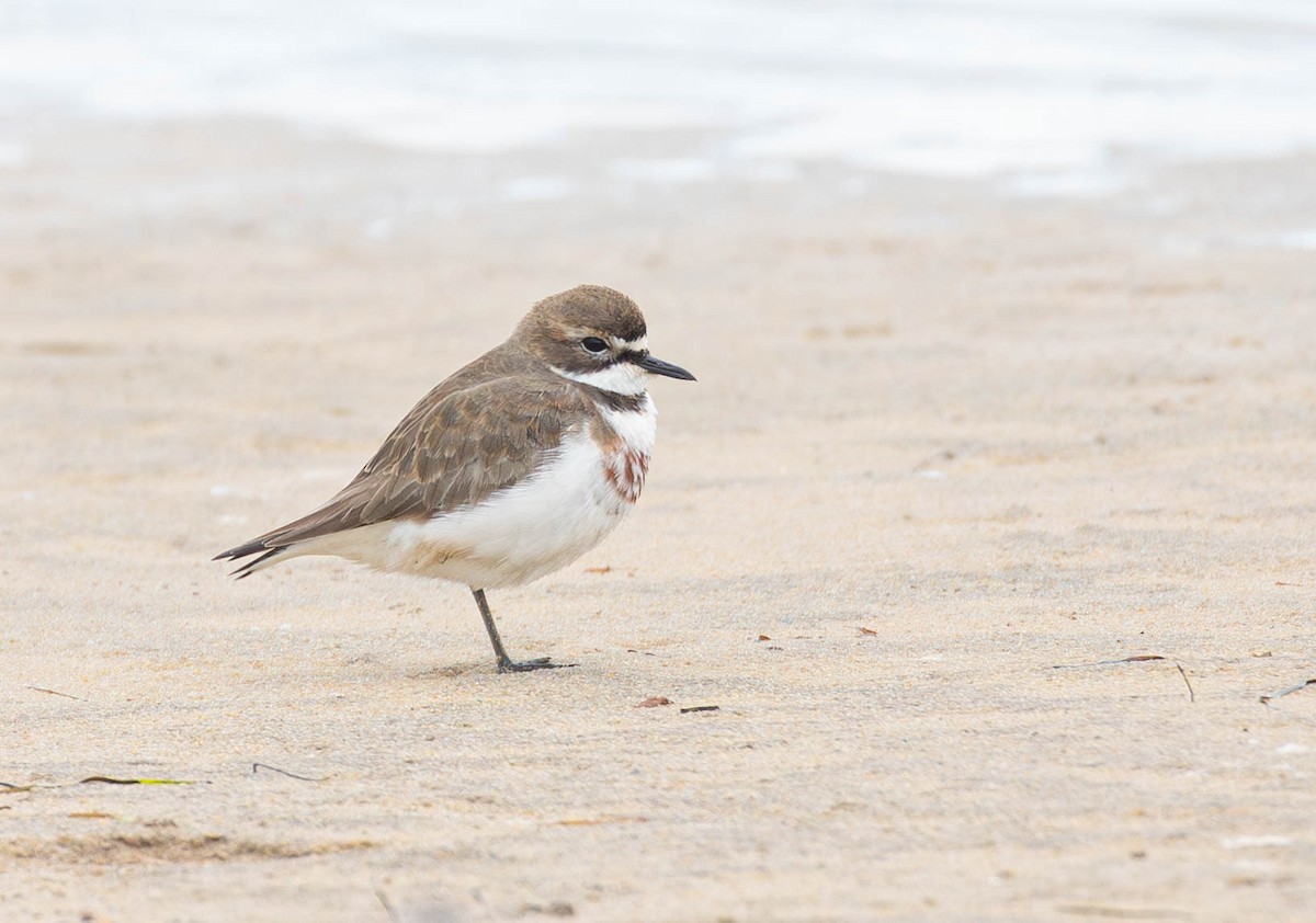 Double-banded Plover - ML619872130