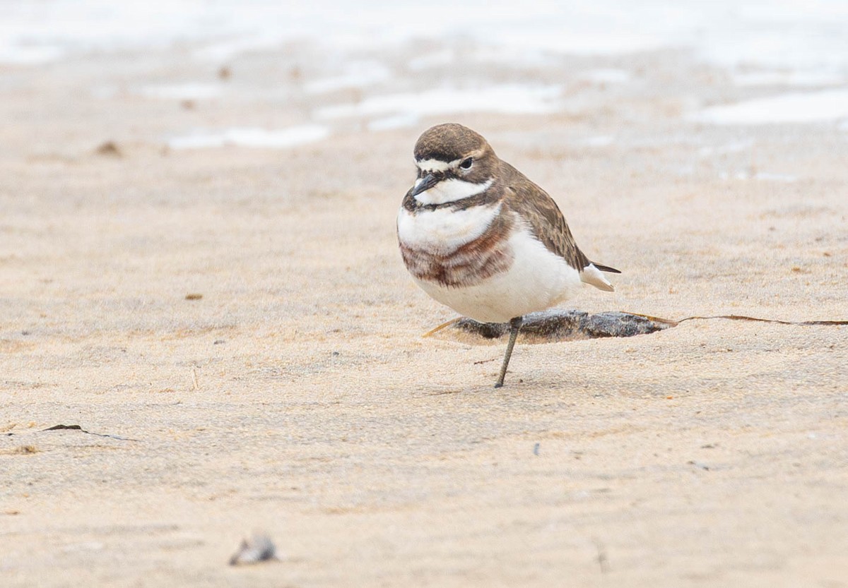 Double-banded Plover - ML619872131