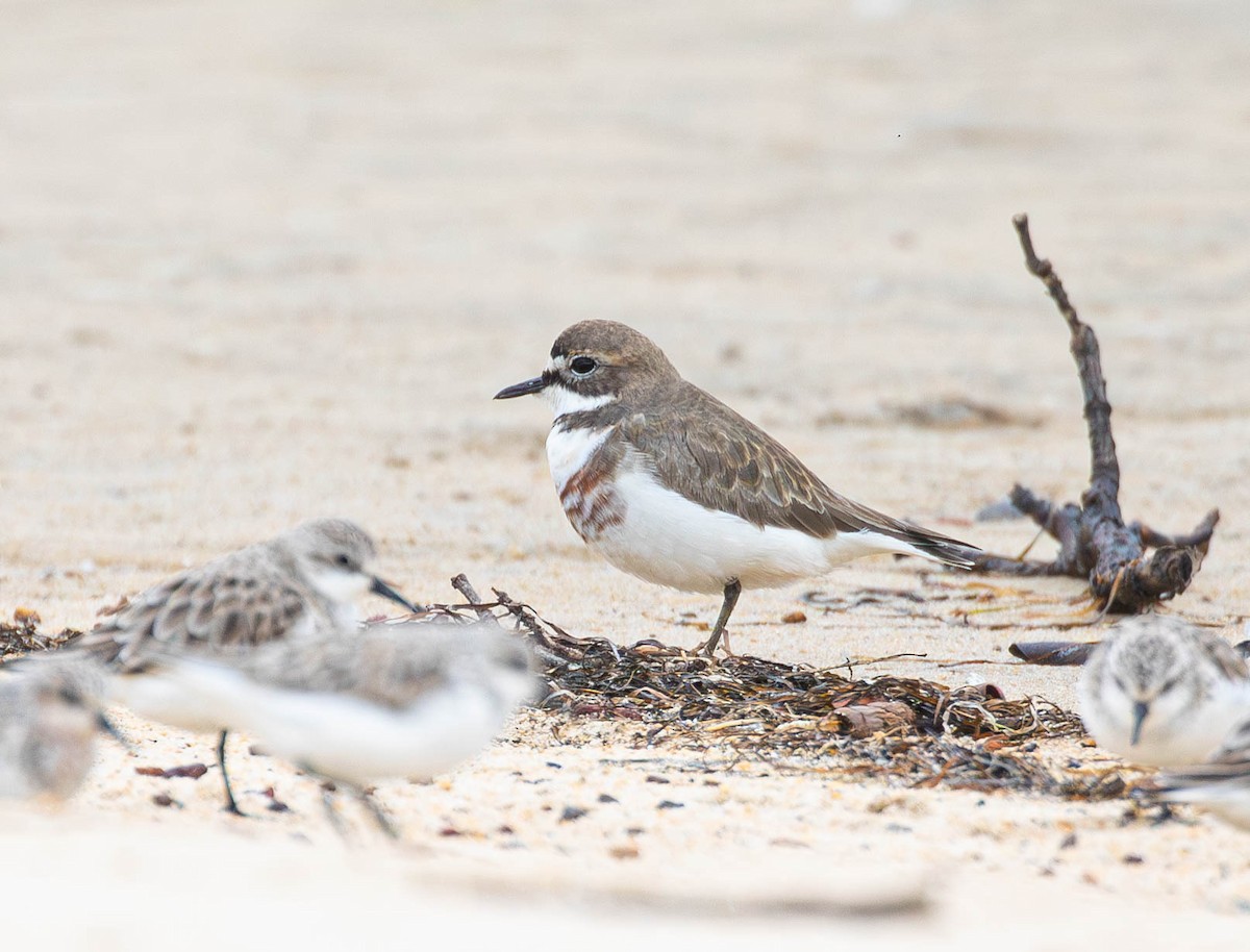 Double-banded Plover - ML619872133