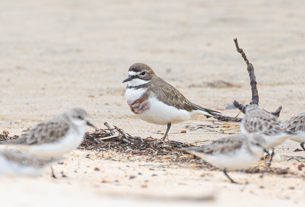 Double-banded Plover - ML619872134