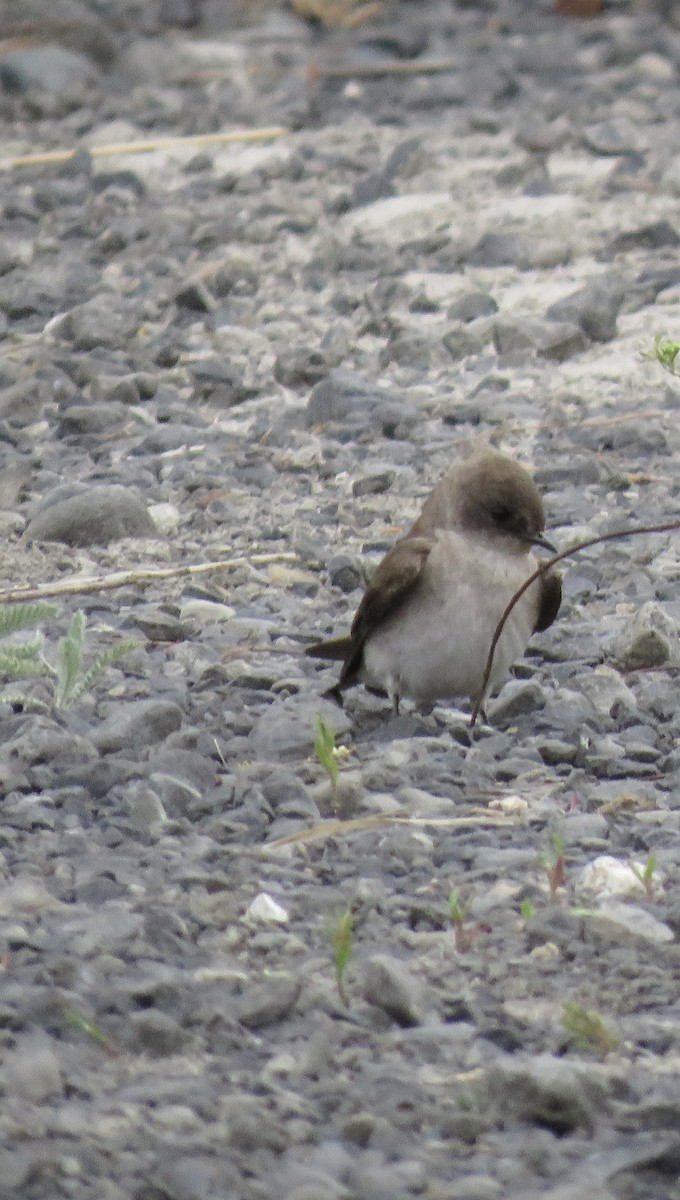 Northern Rough-winged Swallow - ML619872154