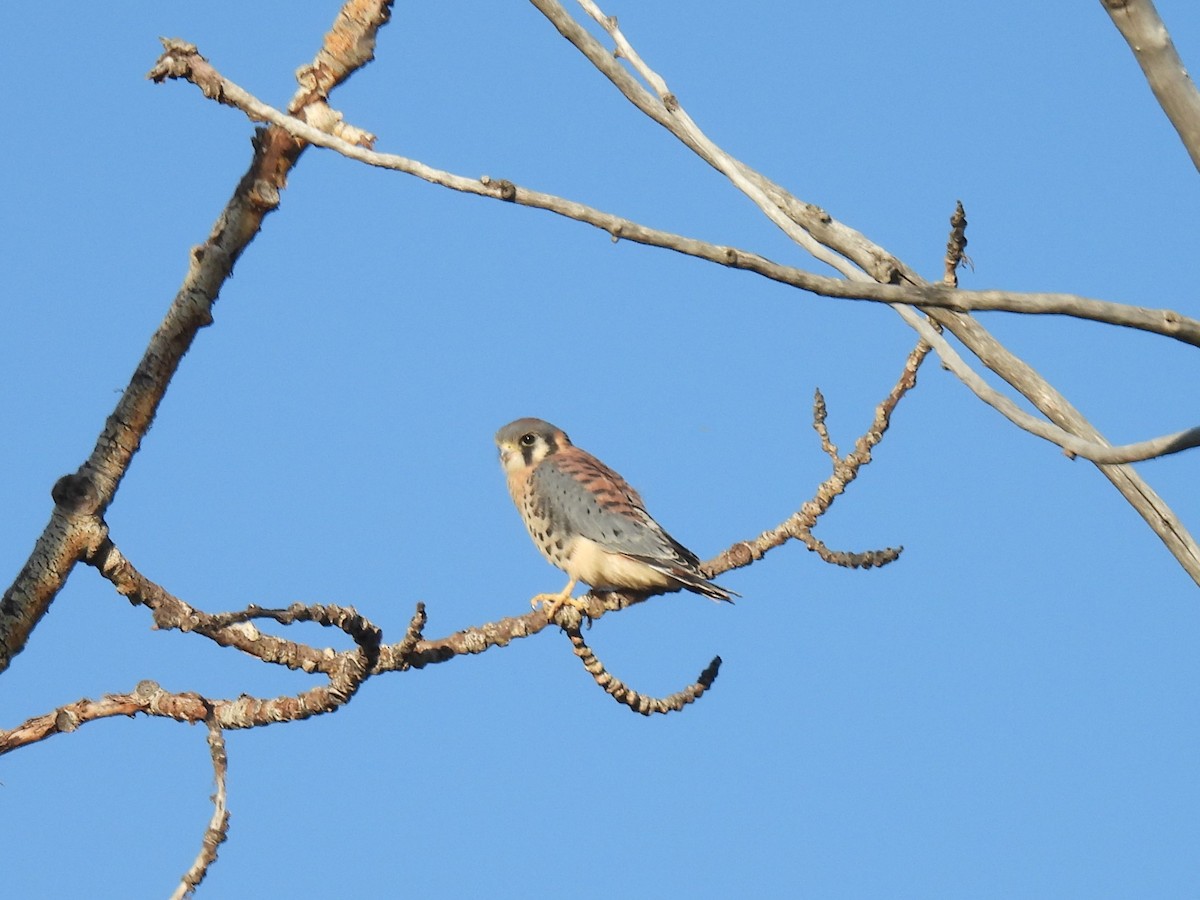 American Kestrel - ML619872164