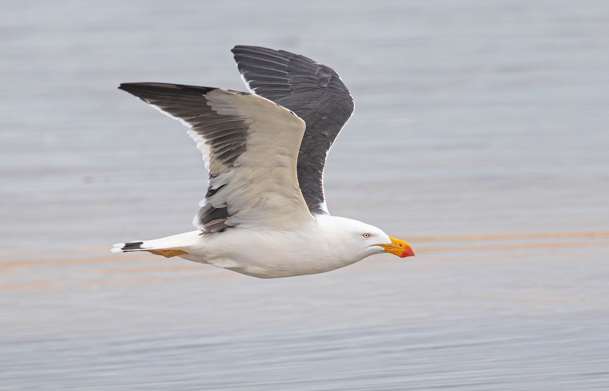 Pacific Gull - ML619872173