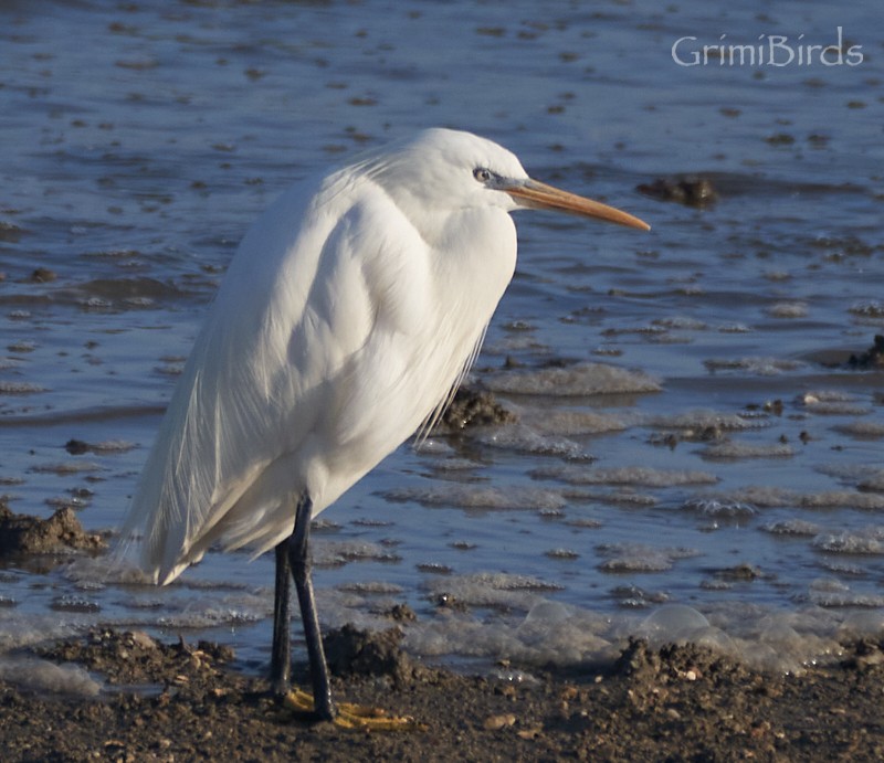 Chinese Egret - ML619872175