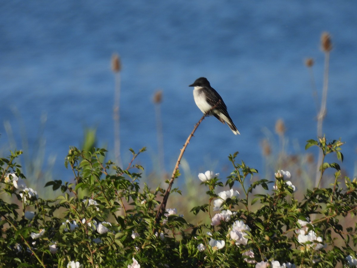 Eastern Kingbird - ML619872189