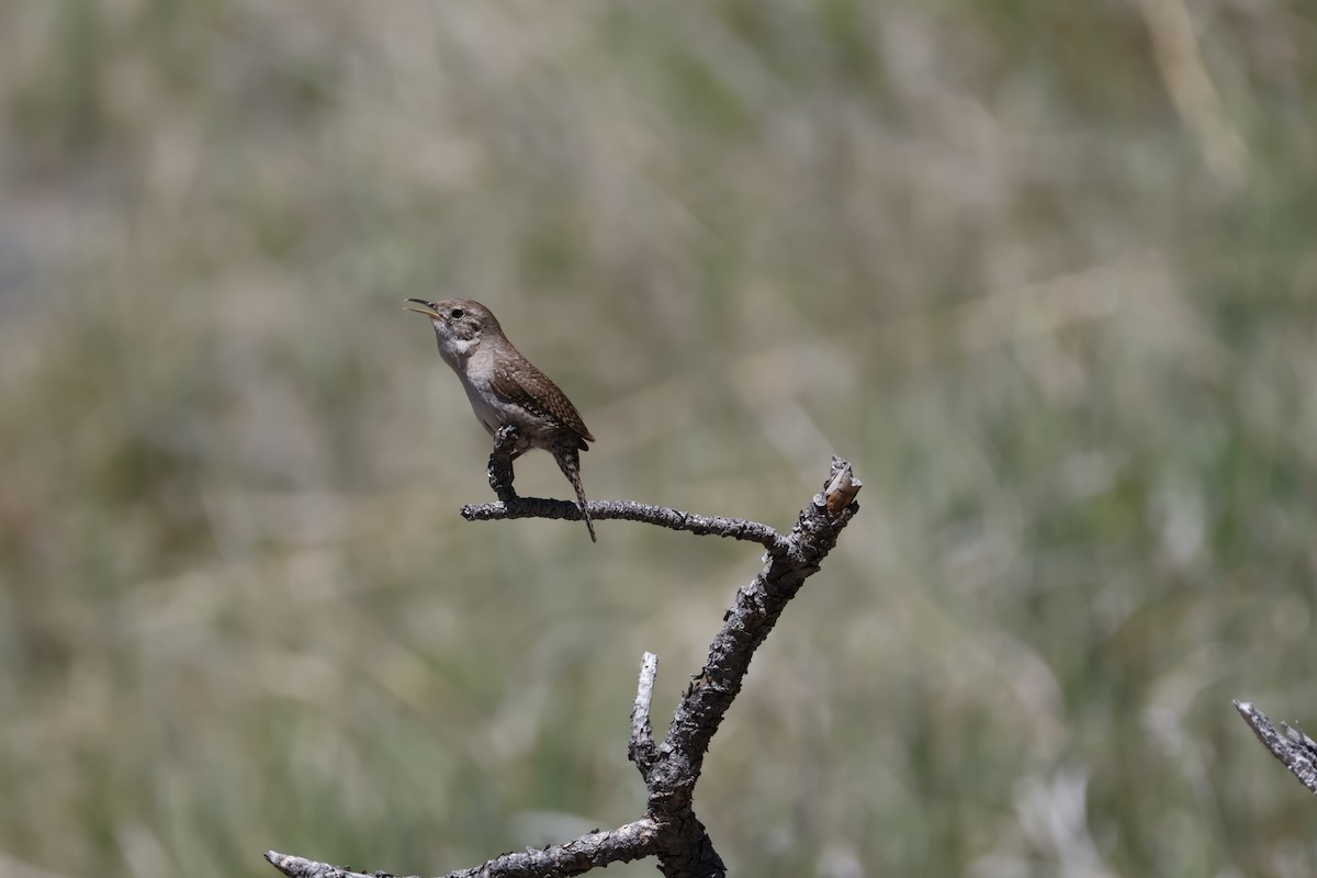 House Wren - ML619872214