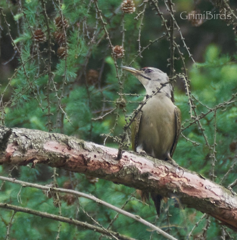 Gray-headed Woodpecker - ML619872220