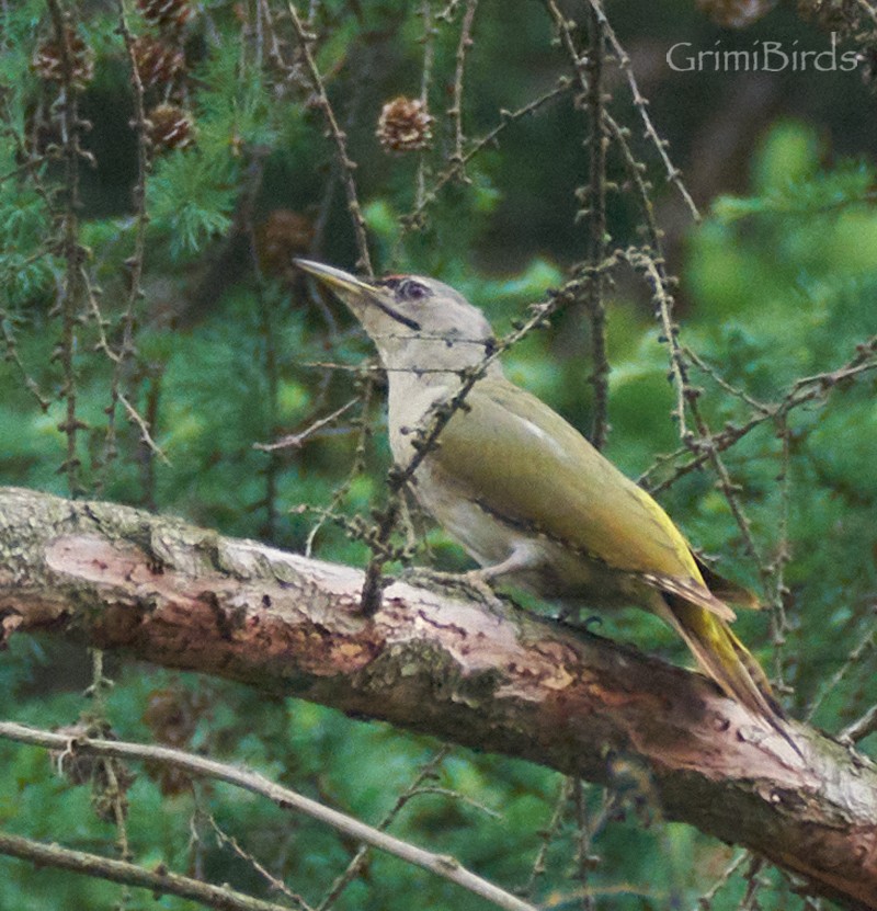 Gray-headed Woodpecker - ML619872221