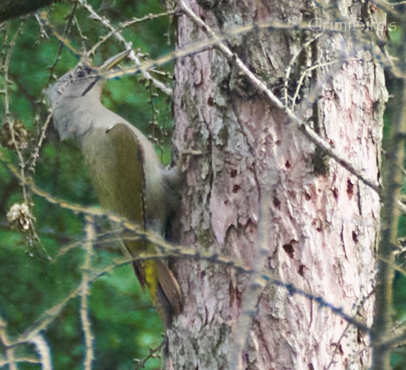 Gray-headed Woodpecker - ML619872222
