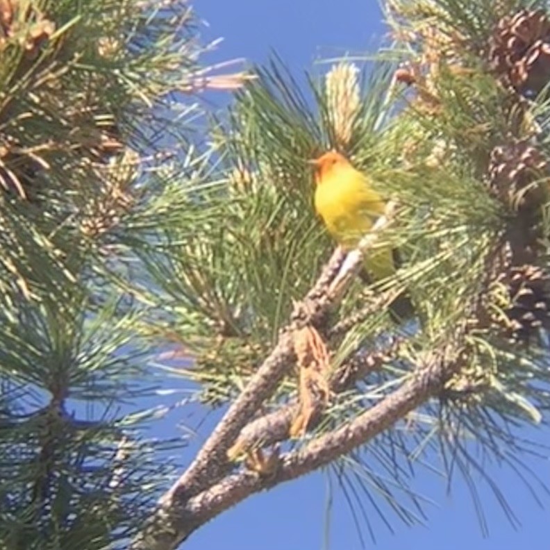 Western Tanager - ML619872234