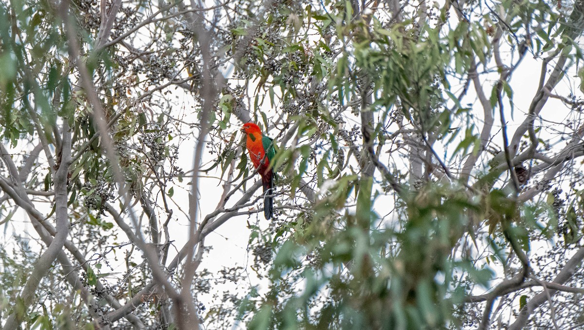 Australian King-Parrot - ML619872237