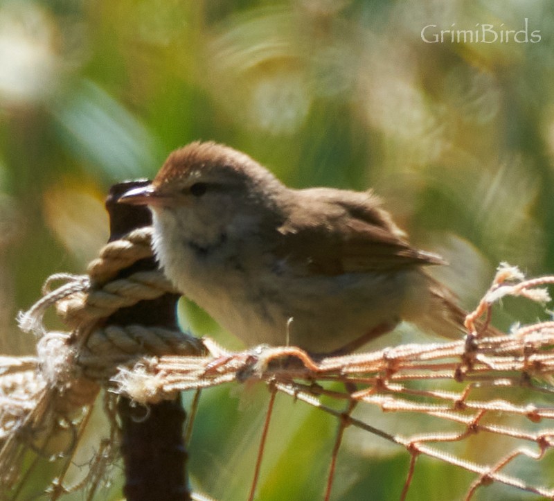 Manchurian Bush Warbler - ML619872238