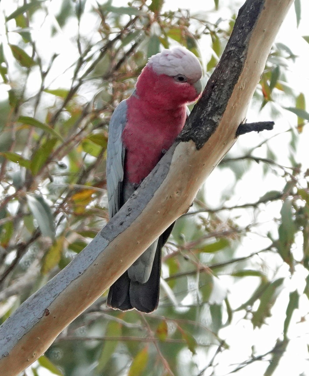 Cacatúa Galah - ML619872240