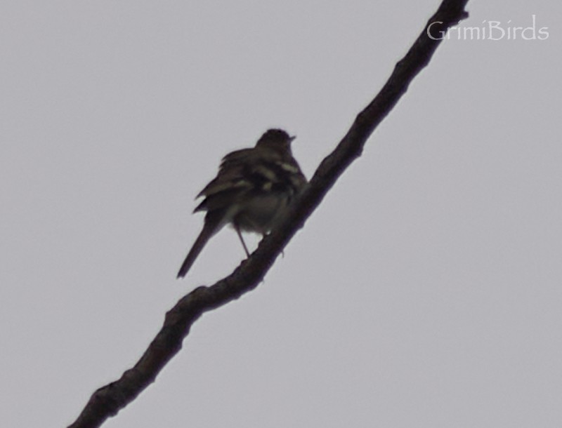 Forest Wagtail - ML619872259
