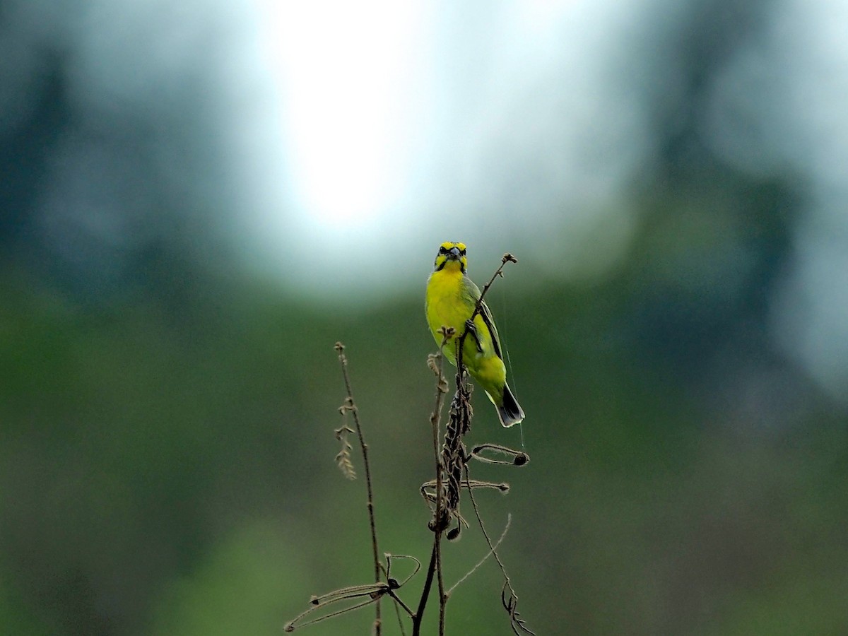 Yellow-fronted Canary - ML619872271