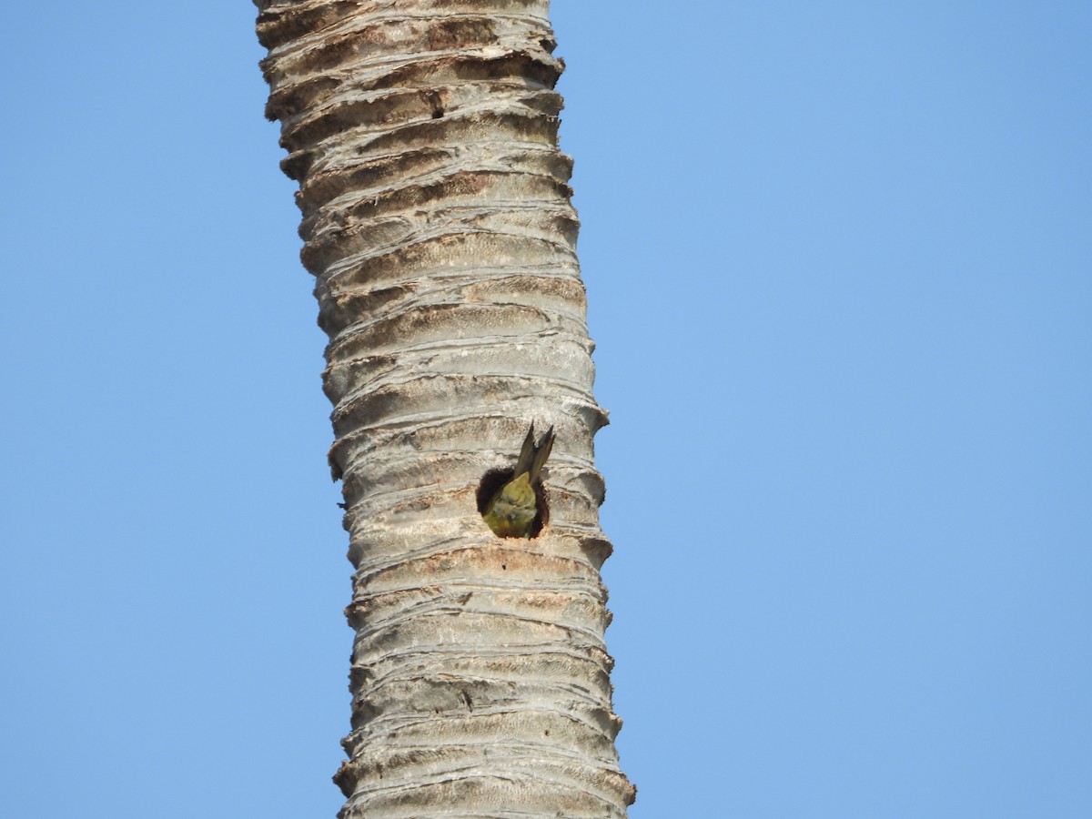 Hispaniolan Woodpecker - ML619872286