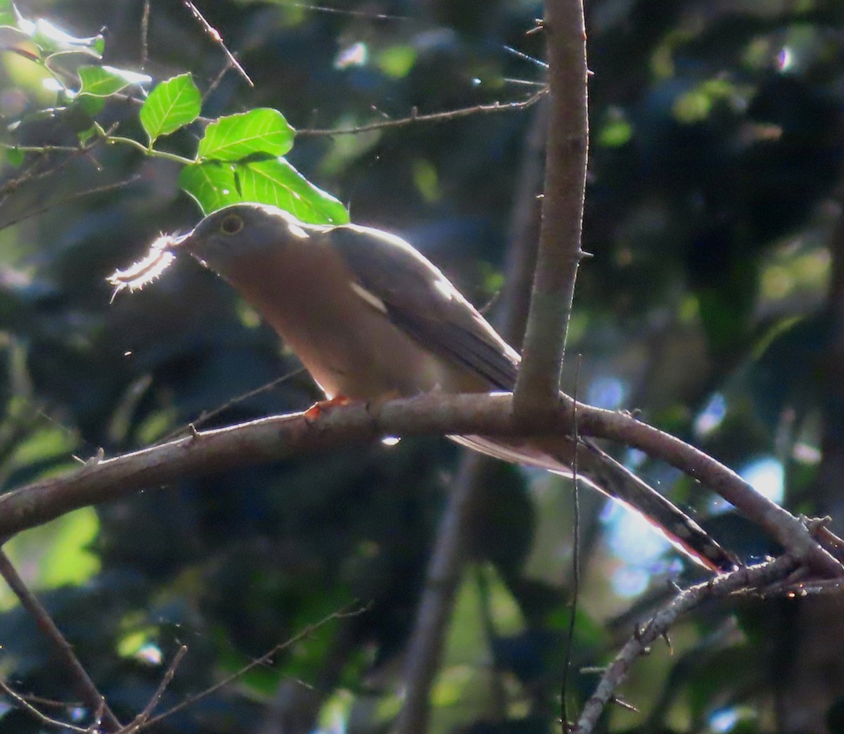 Fan-tailed Cuckoo - ML619872308