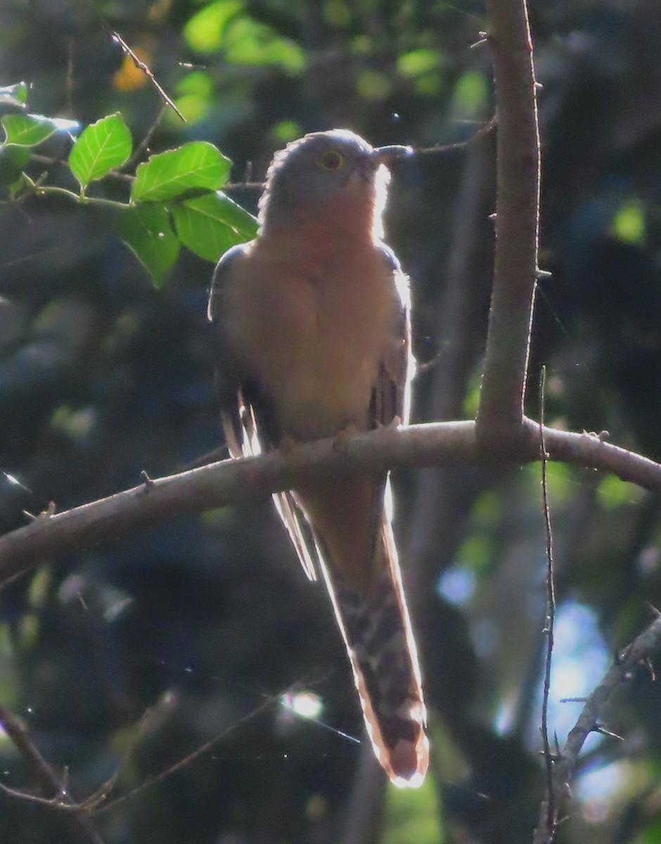 Fan-tailed Cuckoo - ML619872313